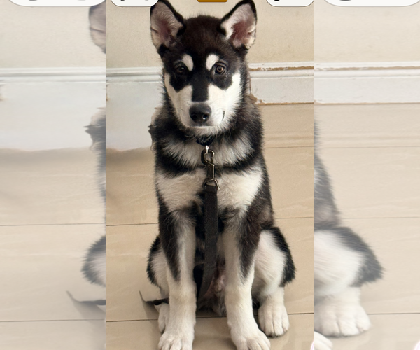 Medium Photo #4 Alaskan Malamute-Unknown Mix Puppy For Sale in Oakland Park, FL, USA