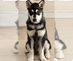 Small #3 Alaskan Malamute Mix