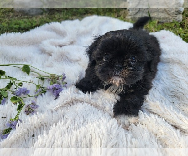 Medium Photo #20 Shih Tzu Puppy For Sale in BRANDON, FL, USA