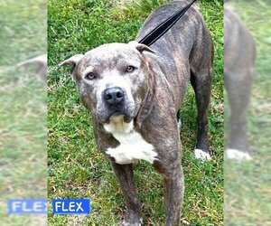 American Staffordshire Terrier-Unknown Mix Dogs for adoption in Rowayton, CT, USA