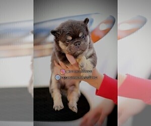 French Bulldog Puppy for sale in TEMECULA, CA, USA