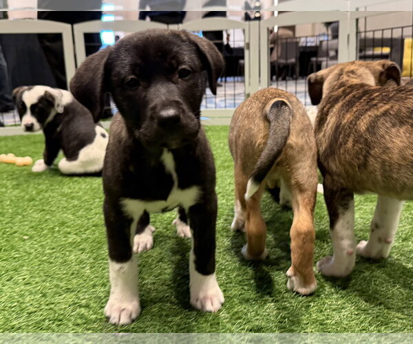 Medium Photo #6 Mutt Puppy For Sale in Sanford, FL, USA