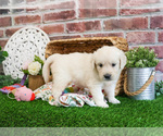 Small #4 Golden Retriever