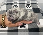 Small Photo #6 French Bulldog Puppy For Sale in NEWARK, NJ, USA