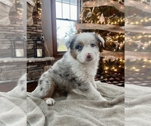 Australian Shepherd Puppy for sale in LODA, IL, USA