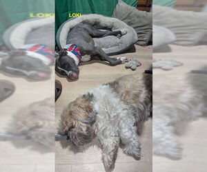 LOKI - Male Mutt Dog for Adoption - Photo #3