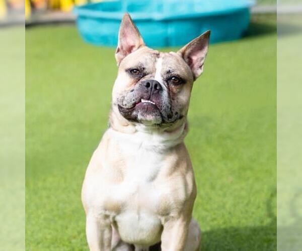 Medium Photo #1 French Bulldog-Unknown Mix Puppy For Sale in Camarillo, CA, USA