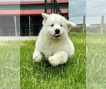 Small #2 Great Pyrenees