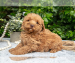 Small Photo #3 Goldendoodle (Miniature) Puppy For Sale in BERNE, IN, USA