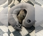 Small #3 French Bulldog