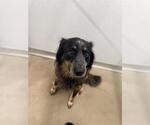 Small #1 Australian Shepherd Mix