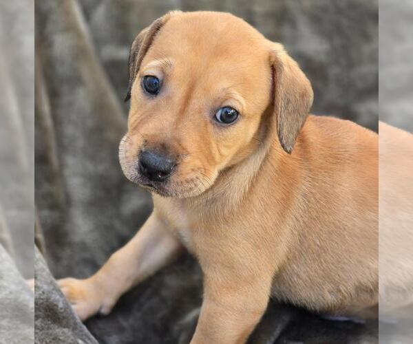 Medium Photo #1 Labrador Retriever-Unknown Mix Puppy For Sale in San Diego, CA, USA
