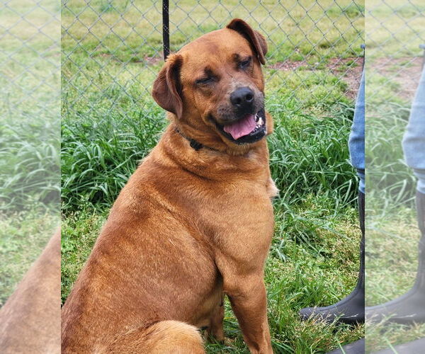 Medium Photo #3 Mutt Puppy For Sale in Anniston, AL, USA