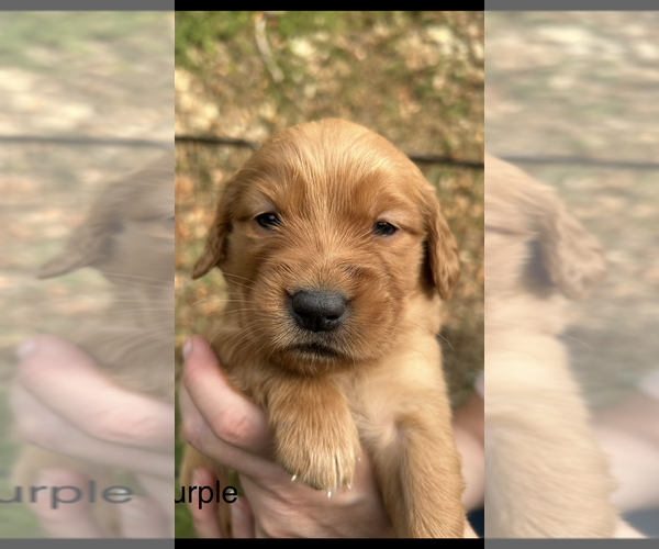 Medium Photo #1 Golden Retriever Puppy For Sale in MOREHEAD, KY, USA