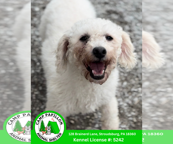 Medium Photo #1 Bichon Frise Puppy For Sale in Stroudsburg, PA, USA