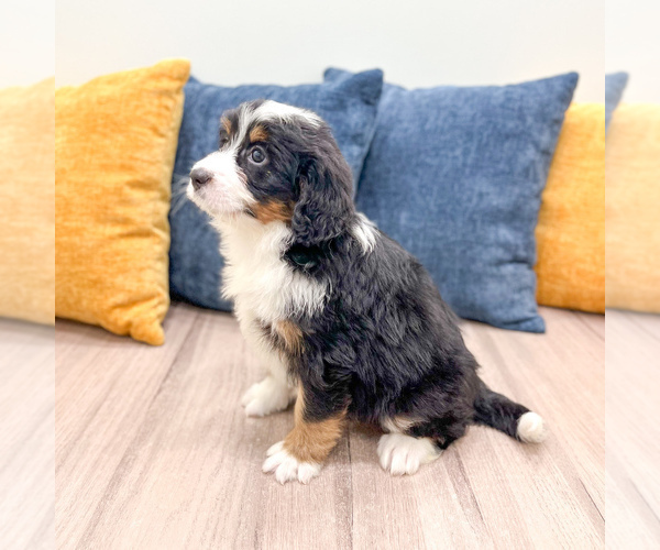 Medium Photo #3 Bernedoodle (Miniature) Puppy For Sale in DUNDEE, OH, USA