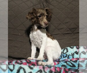 Poodle (Toy) Puppy for sale in JOICE, IA, USA