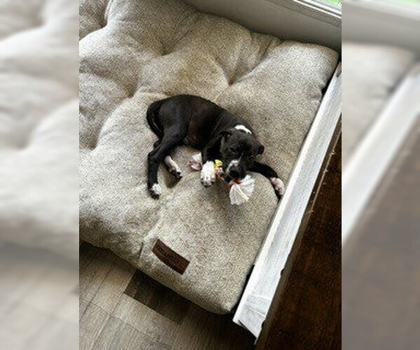 Medium Photo #2 Mutt Puppy For Sale in Evansville, IN, USA