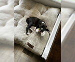 Small #1 Mutt