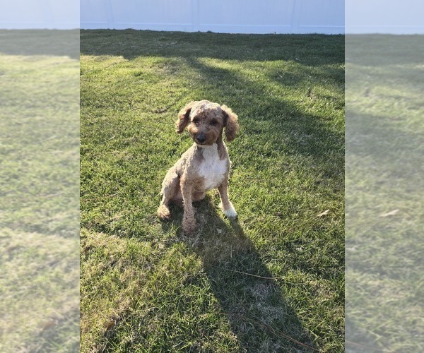 Medium Photo #1 Sheepadoodle Puppy For Sale in FAYETTEVILLE, NC, USA