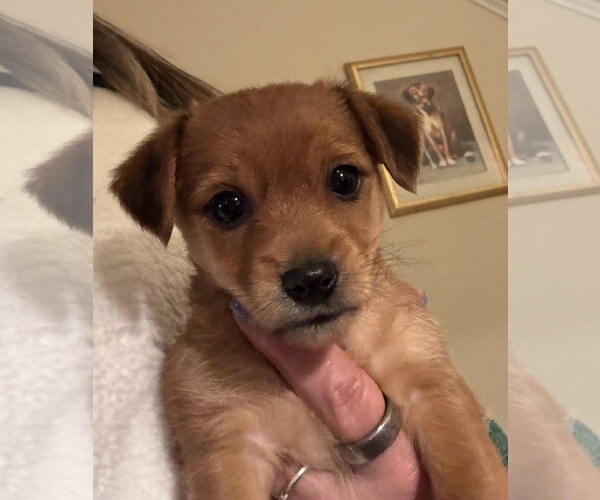 Medium Photo #1 Chihuahua-Unknown Mix Puppy For Sale in Pottstown, PA, USA