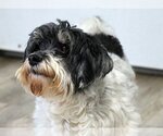 Small Photo #4 Havanese-Unknown Mix Puppy For Sale in Sequim, WA, USA