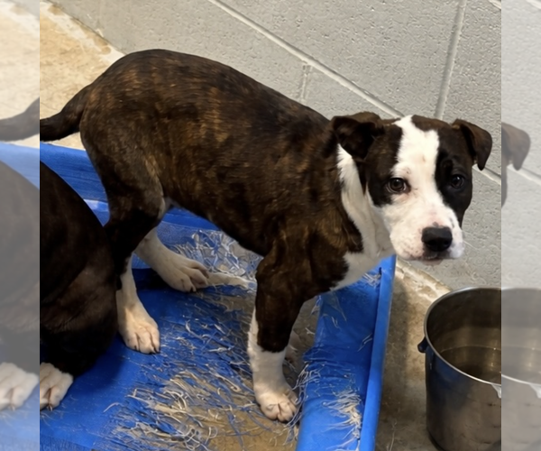 Medium Photo #1 Mutt Puppy For Sale in Sistersville, WV, USA