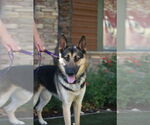 Small #1 German Shepherd Dog