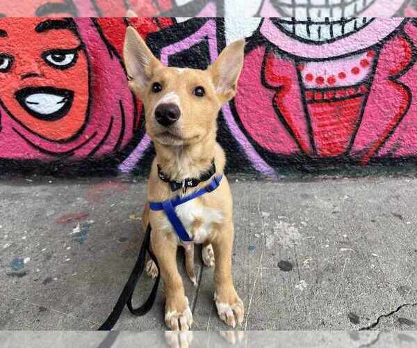 Medium Photo #10 Mutt Puppy For Sale in New York, NY, USA