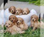 Small #1 Cavapoo
