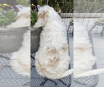 Small Photo #24 Australian Labradoodle Puppy For Sale in WASHINGTON, NC, USA