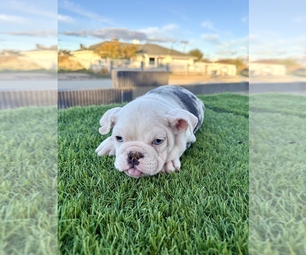 Medium Photo #4 English Bulldog Puppy For Sale in SALT LAKE CITY, UT, USA