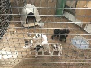 Bulloxer Puppy for sale in DENVER, CO, USA