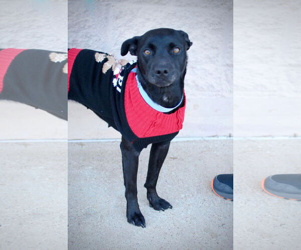 Medium Photo #5 Mutt Puppy For Sale in Royse City, TX, USA