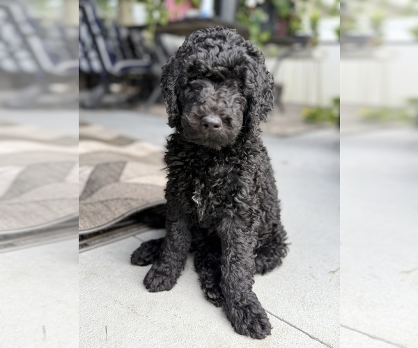 Medium Photo #21 Goldendoodle Puppy For Sale in GIBSONTON, FL, USA