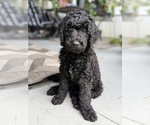 Small Photo #5 Goldendoodle Puppy For Sale in GIBSONTON, FL, USA
