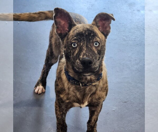 Medium Photo #3 Catahoula Leopard Dog Puppy For Sale in Walnutport, PA, USA