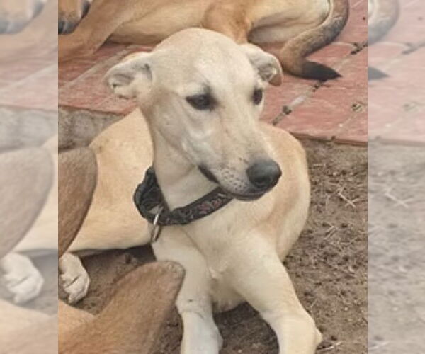 Medium Photo #2 Greyhound-Unknown Mix Puppy For Sale in Oakland Park, FL, USA