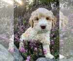 Puppy Purple Miniature Labradoodle