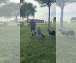 Small #5 Greater Swiss Mountain Dog