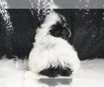 Small #4 Morkie