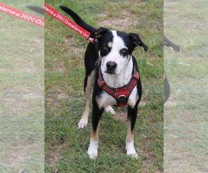 Max - Male Mutt Dog for Adoption - Photo #3