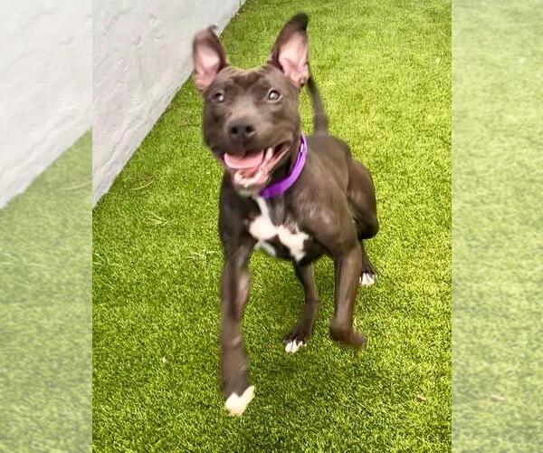 Medium Photo #30 Mutt Puppy For Sale in Pompano Beach , FL, USA