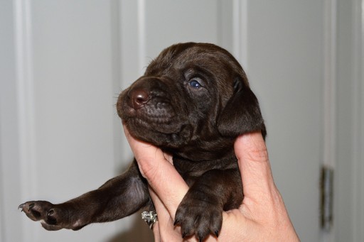 Medium Photo #1 Vizsla-Weimaraner Mix Puppy For Sale in MILLBROOK, AL, USA