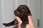 Small Photo #1 Vizsla-Weimaraner Mix Puppy For Sale in MILLBROOK, AL, USA