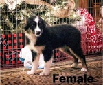 Small #2 North American Shepherd