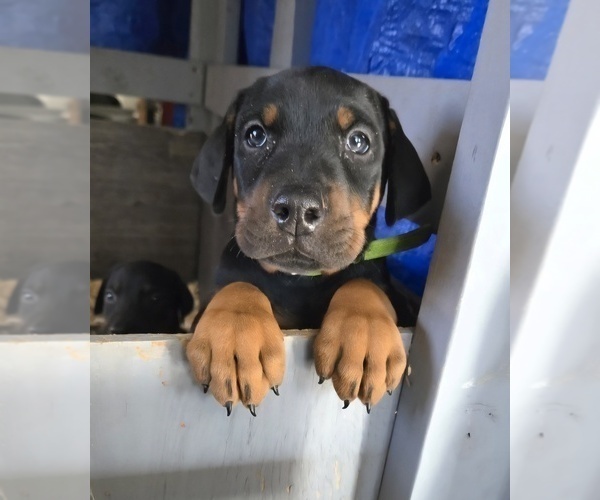 Medium Photo #2 Doberman Pinscher Puppy For Sale in BEGGS, OK, USA