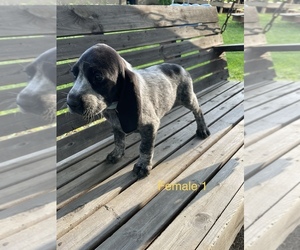 Bluetick Coonhound Puppy for sale in ROGERS, OH, USA
