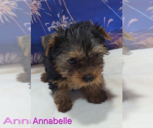 Medium Photo #6 Yorkshire Terrier Puppy For Sale in AZLE, TX, USA