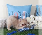 Small #3 Pomeranian